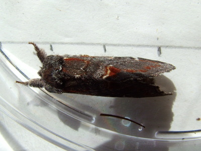 Iron Prominent